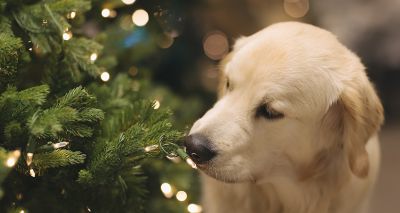 Defra releases guidance for pet-safe Christmas